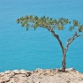 Boswala tree makes the essential oil frankincense which is helpful to hospice patients